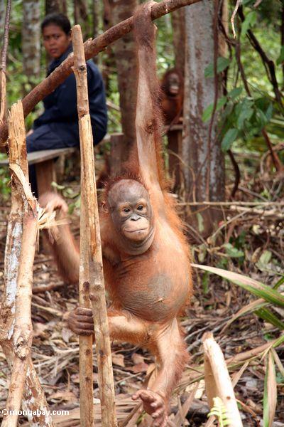 Baby orangutan, die Seile in der Orangutan Obacht-Mitte und der Quarantäne in Pangkalan Kalimantan