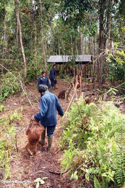 Arbeiter mit Orangutans in der Orangutan Obacht-Mitte und der Quarantäne in Pangkalan