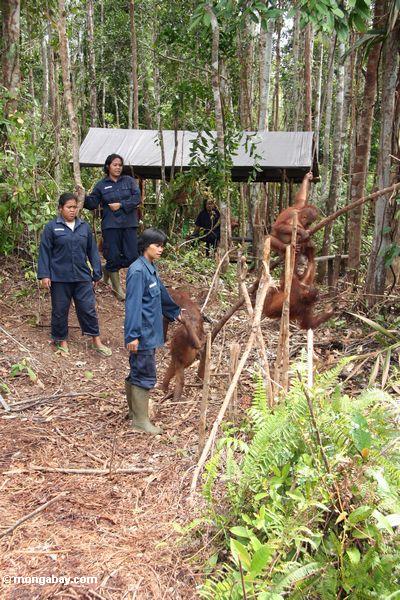 Ex-Gefangener orang-utans, die Waldfähigkeiten in der Rehabilitationmitte Kalimantan