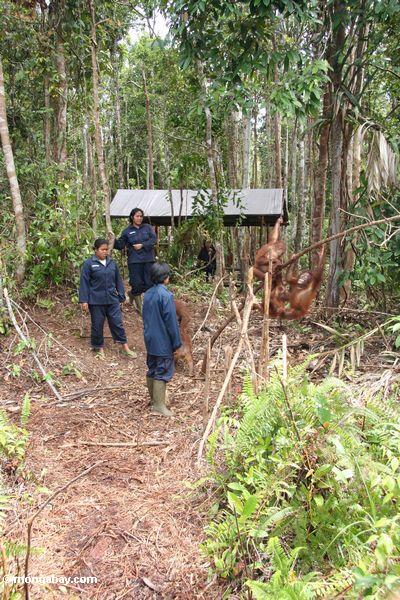 Verwaiste orangutans, die Waldverhalten in der Orangutan Obacht-Mitte und Quarantäne in Pangkalan Kalimantan
