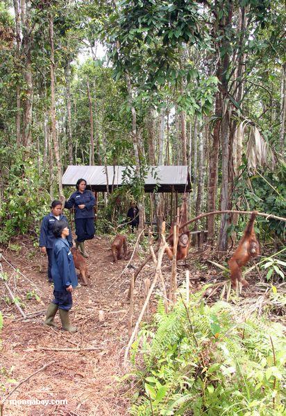 Die jungen orangutans, die die Rehabilitation durchlaufen, verarbeiten