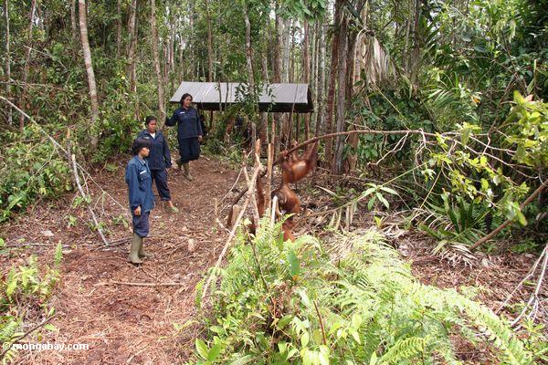 Junge orangutans, die Waldfähigkeiten in der Orangutan Obacht-Mitte und der Quarantäne in Pangkalan Kalimantan