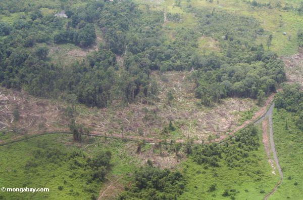 Obenliegende Ansicht der Abholzung für landwirtschaftlichen Gebrauch in Borneo