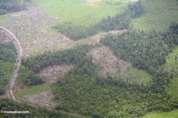 Luftaufnahme von rainforest, das für Landwirtschaft Kalimantan, 