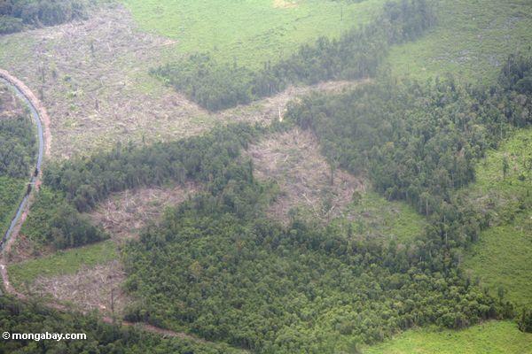 Wald, der dann abgelassen worden ist, Schrägstrich-und-brannte für Landwirtschaft