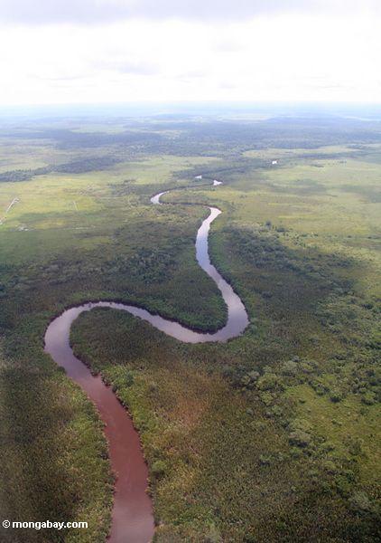 Аэрофотоснимок мангровых облицовка река в Борнео