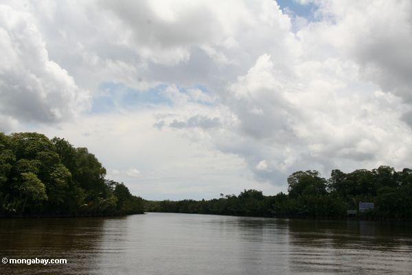 Öffnung des Seikonyer Flusses, wie vom Kumai Fluß Kalimantan