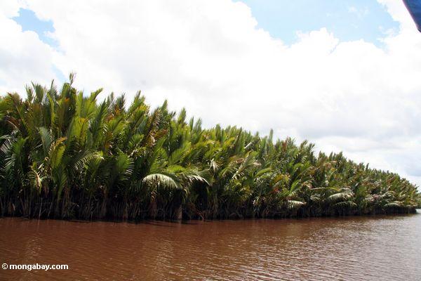 Nipa Palmen entlang dem Seikonyer Fluß