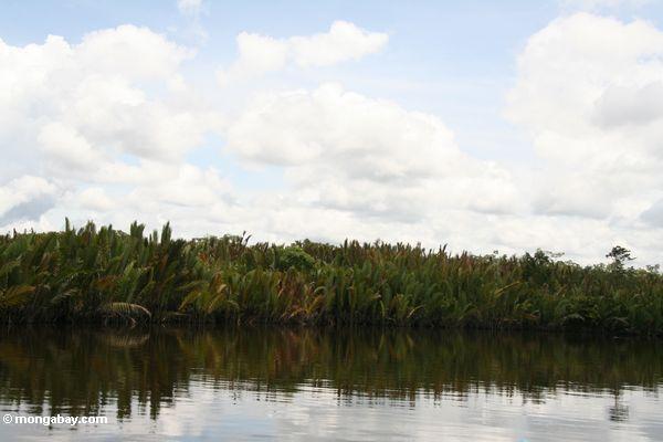 НСДП пальмы вдоль реки seikonyer