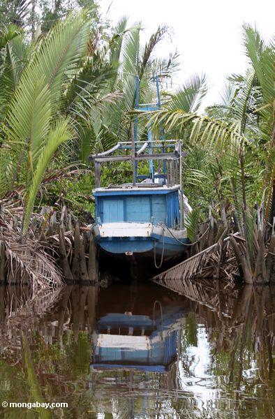 Boot koppelte zwischen Nipa Palmen auf dem Seikonyer Fluß