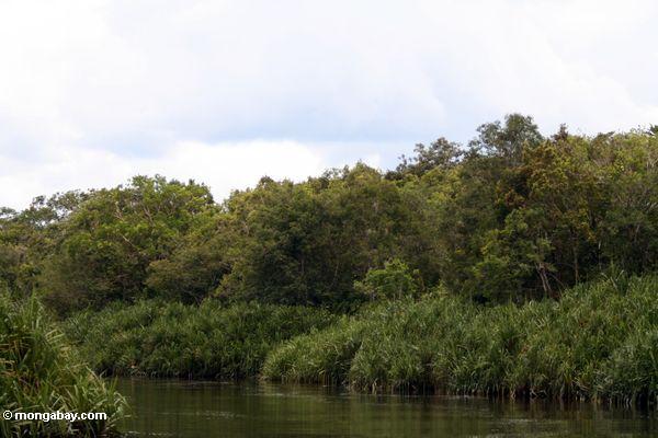Pandanuspalmen entlang dem Seikonyer Fluß in Kalimantan