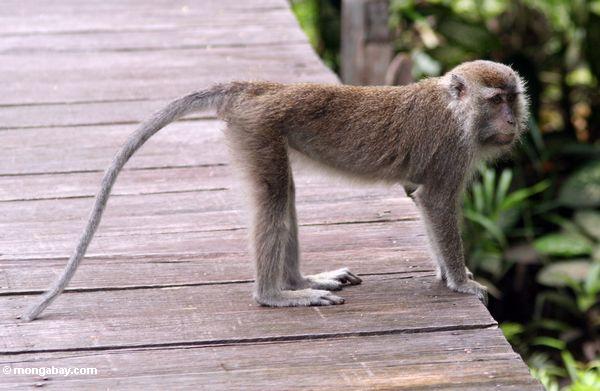 Lang-angebundenes Macaque auf Promenade an der Rimba Hütte