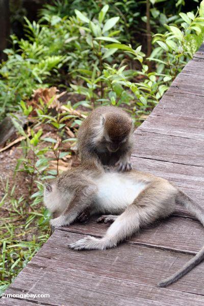 Macaques, das nach Läusen Kalimantan