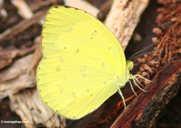 Gelber Schmetterling in Borneo