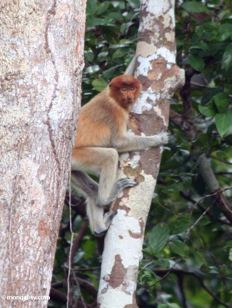 возбуждением женщины нос обезьяны в тропических деревьев (nasalis larvatus)