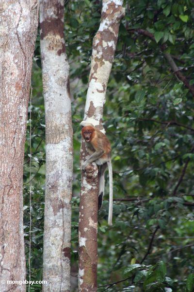 возбуждением женщины нос обезьяна в лесу деревьев дождь (nasalis larvatus)