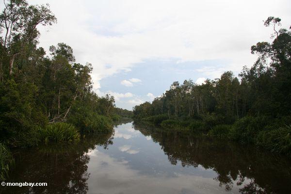 sekonyer река лес