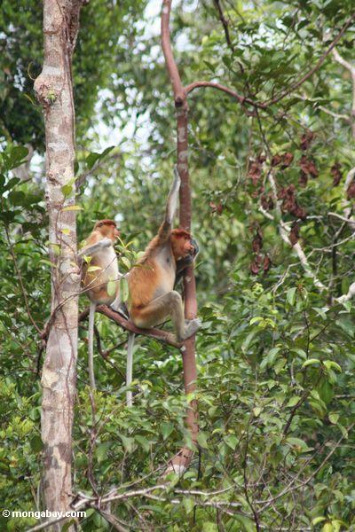 хоботок обезьяна (nasalis larvatus) в тропических деревьев