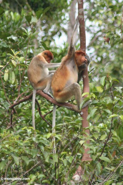 Proboscis-Affe (Nasalis larvatus) pflegend in einem Baum