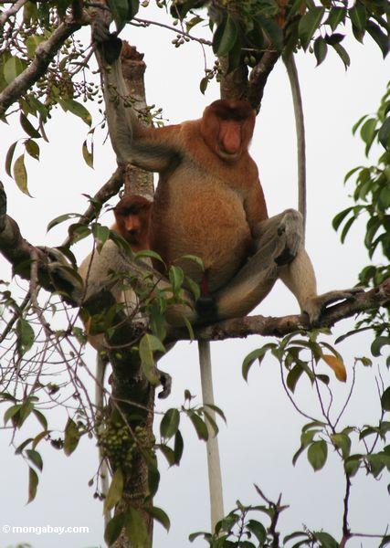 Groß-gerochener männlicher Proboscis-Affe mit weiblichem