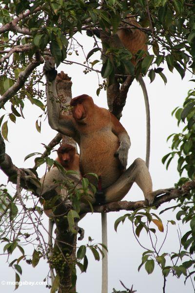 Groß-gerochener männlicher Proboscis-Affe, der Frucht im Regenwald Kalimantan