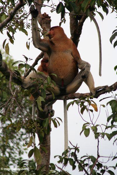 Groß-gerochener männlicher Proboscis-Affe, der Frucht im rainforest Kalimantan