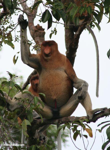 большой нос мужчины нос обезьяна (nasalis larvatus) в дереве