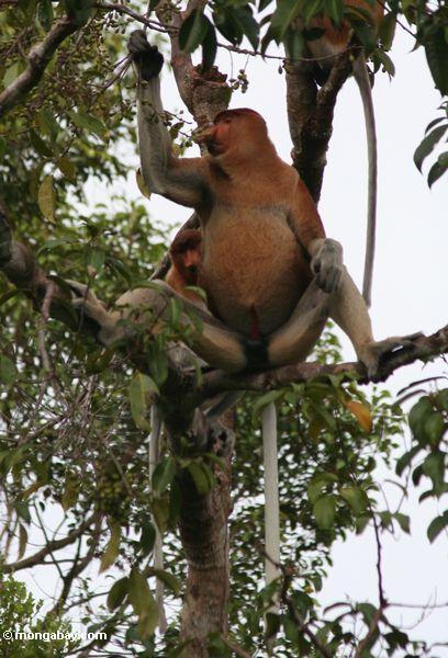 Domiant männlicher Proboscis-Affe im Baum