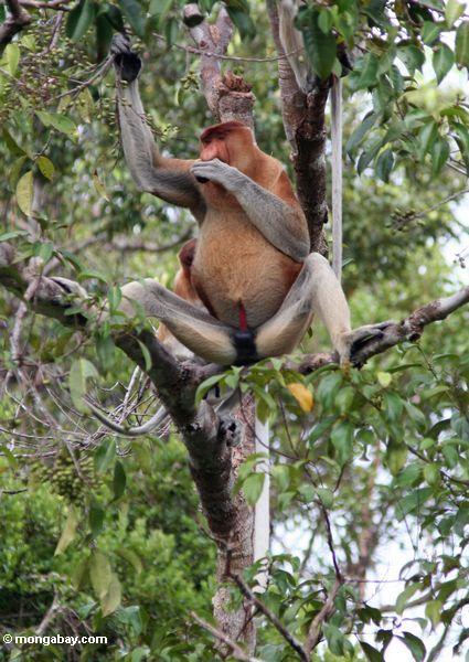 Männlicher Proboscis-Affe, der seine große Nase mit seiner Hand Kalimantan
