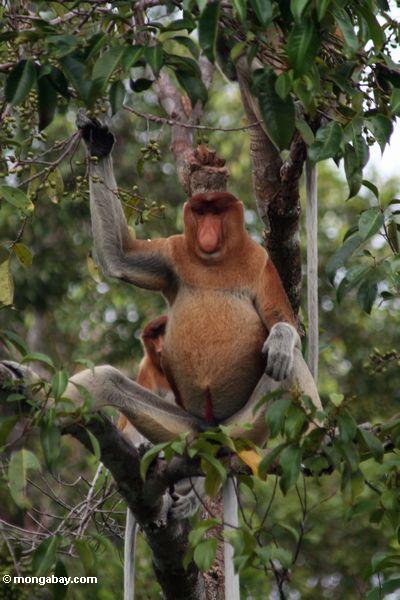 Domiant männlicher Proboscis-Affe, der Frucht Kalimantan