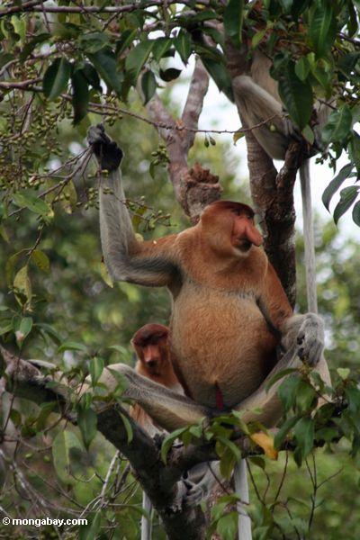 Domiant männlicher Proboscis-Affe mit den Frauen im Baum Frucht Kalimantan