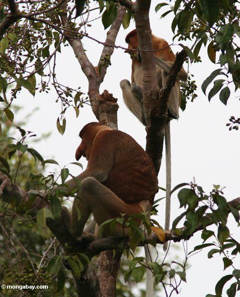 Männliche und weibliche Proboscis-Affen (Nasalis larvatus) im Baum
