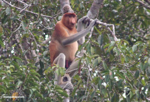 domiant мужчины nasalis larvatus обезьяна на дереве