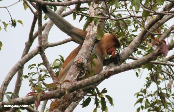 взрослые мужчины нос обезьяна в дерево