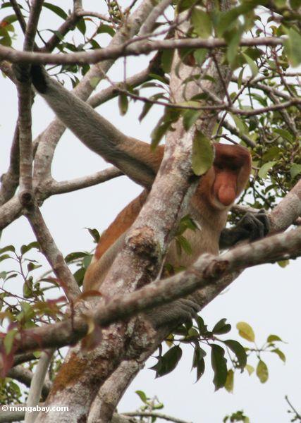 Domiant männlicher Proboscis-Affe (Nasalis larvatus) im Baum