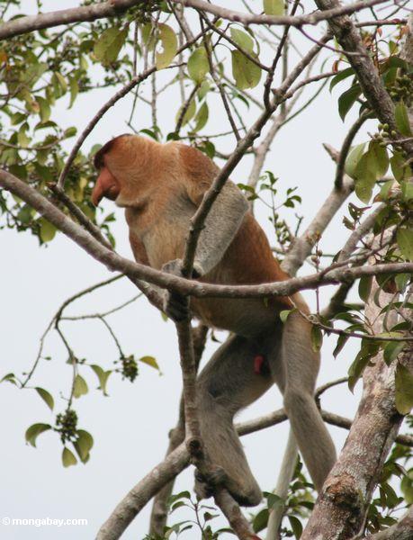 Erwachsen-männlicher Proboscis-Affe im Baum