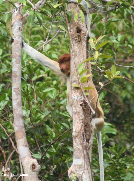 Erwachsen-weiblicher Proboscis-Affe im Baum