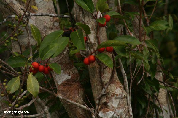 熱帯雨林の木に赤い実