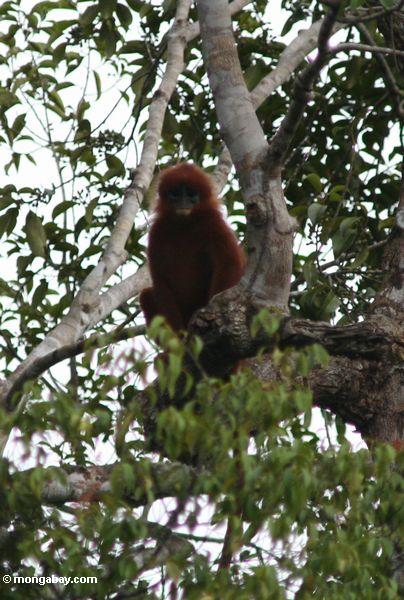 Roter Blatt-Affe (Presbytis SP.) in Kalimantan