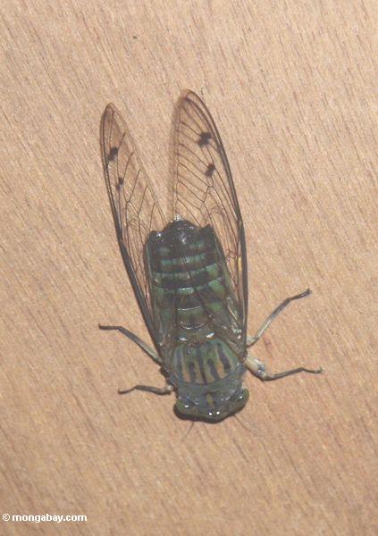 Braun- und Waldgrün färbte Zikade