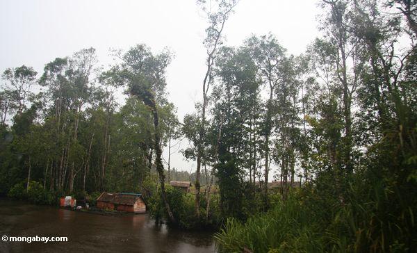 Nahe entwaldetem Bereich nahe bei Tanjung Puting Nationalpark Kalimantan