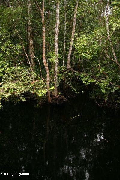 Überschwemmter Sumpfwald Tanjung Puting im Nationalpark