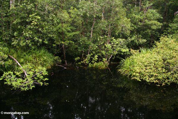 Wald entlang blackwater Fluß überfluten, um zu kampieren undichtes