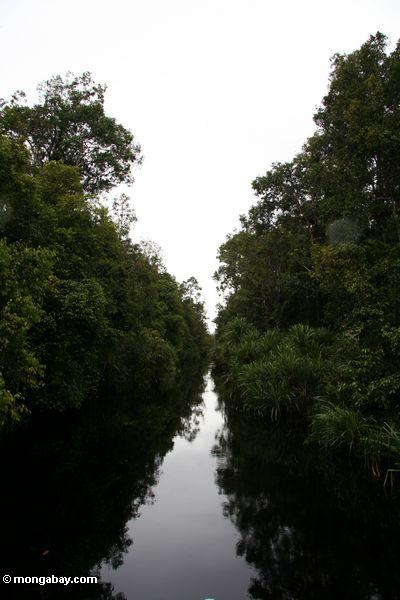 Der bewaldete blackwater Fluß, zum zu kampieren undichtes