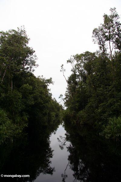 Der blackwater Fluß, zum zu kampieren undichtes Orangutan Mittel