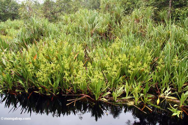 Pandanuspalmen und blühende Wasser lillies entlang dem Fluß, der zu Lager undichtes Kalimantan