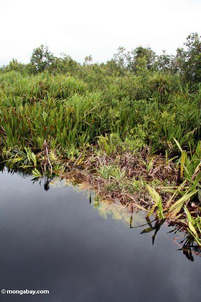 Lillies und Pandanuspalmen entlang blackwater Fluß Kalimantan