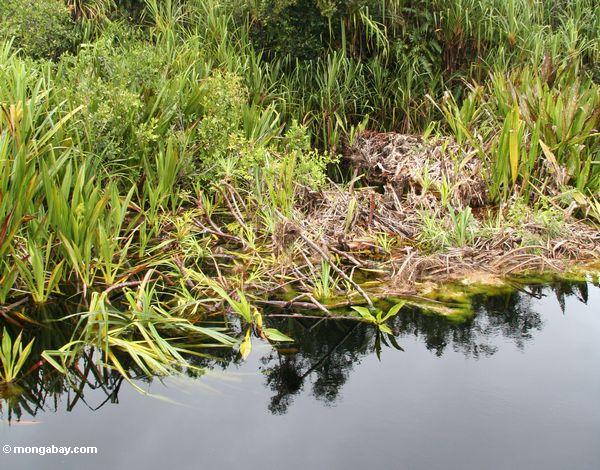 Lillies und andere Vegetation entlang blackwater Fluß Kalimantan
