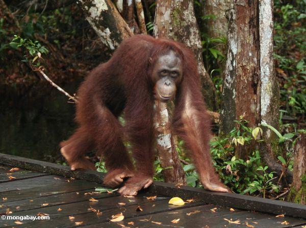 Borneo Orang-utan, das auf Promenade Kalimantan