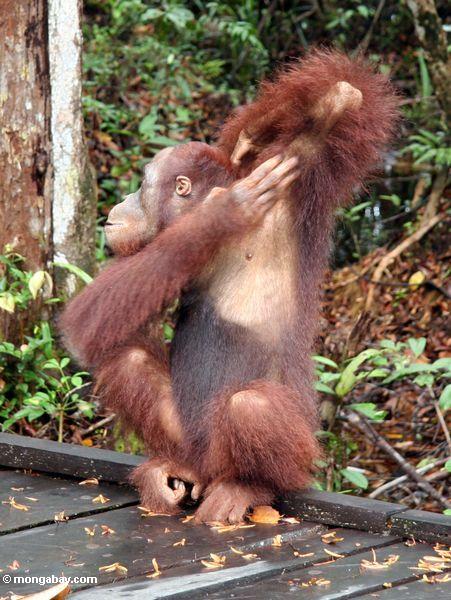 Borneo Orang-utan, das Armpit Kalimantan